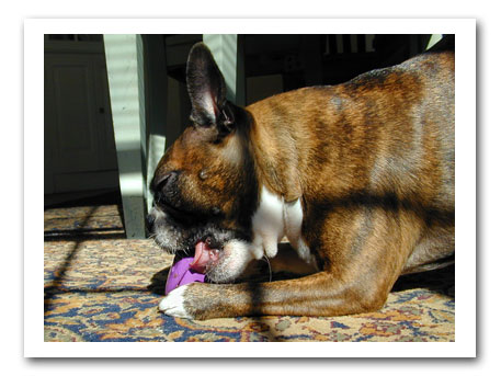 dog toy review treat dispensing toy