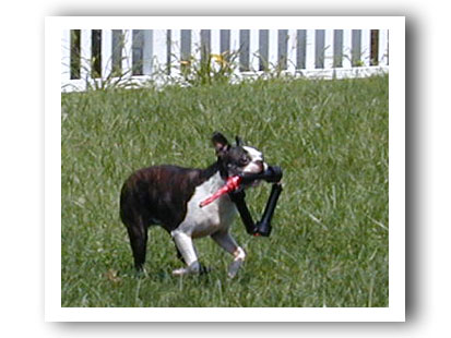 dog toy test photos