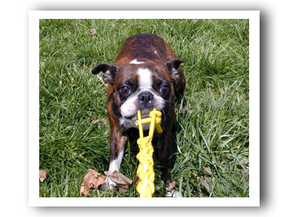 Chewaplaooza Dog Toy
