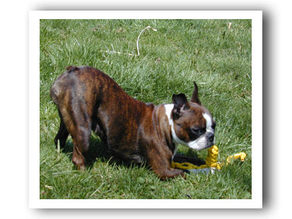 Chewaplaooza Dog Toy