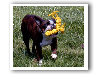 Chewaplaooza Dog Toy