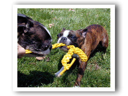 Chewaplaooza Dog Toy