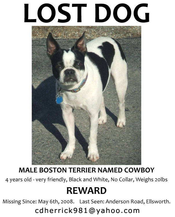 cowboy - lost Boston Terrier Maine