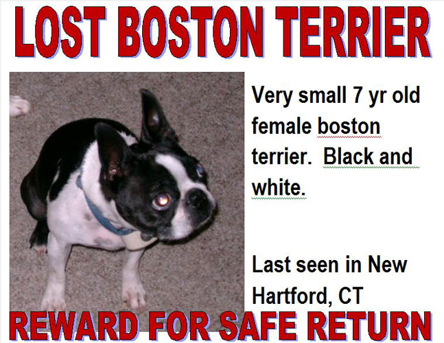 lost boston terrier ct