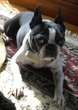 lost boston terrier ct