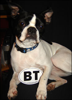 alle the boston terrier