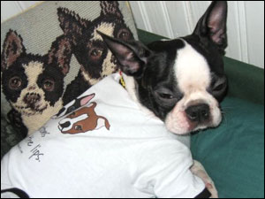 Boston Terrier