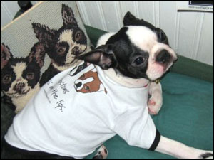 Boston Terrier