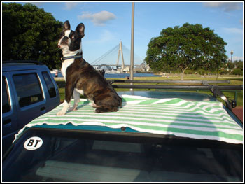 oston terrier sticker