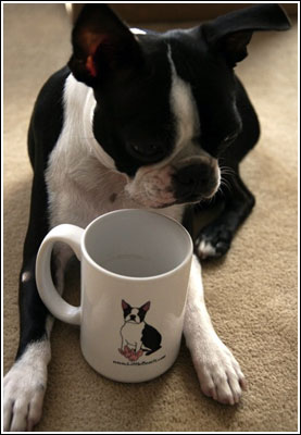 boston terrier mug