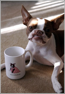 boston terrier mug